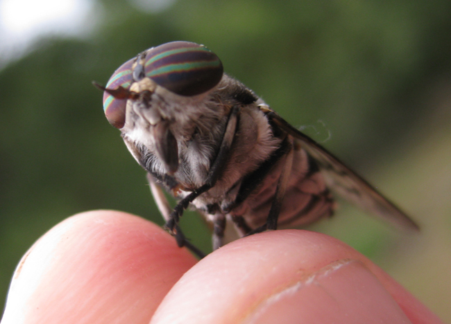 Horsefly