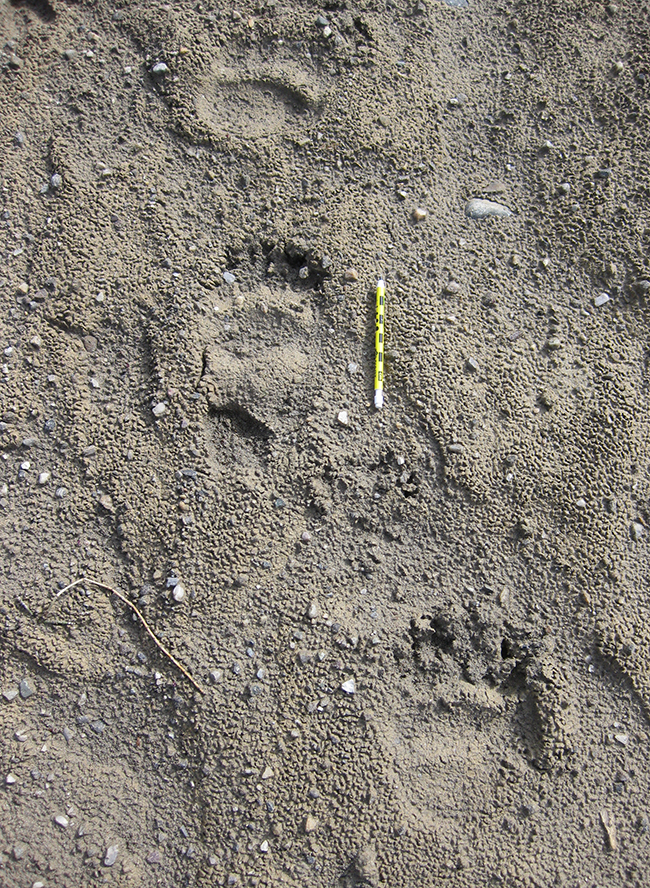 beartracks