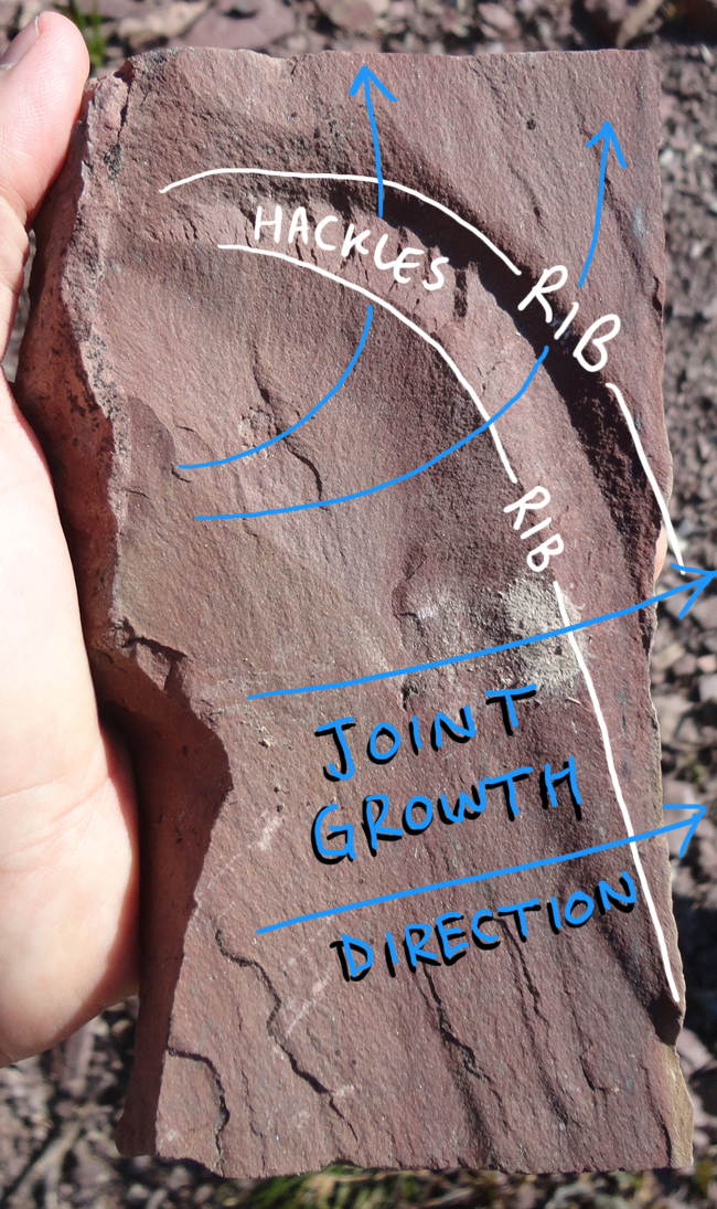 Annotated version of joint photo (ribs, hackles)