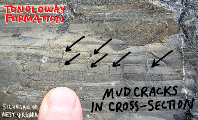 mudcracks_cross-sectionanno